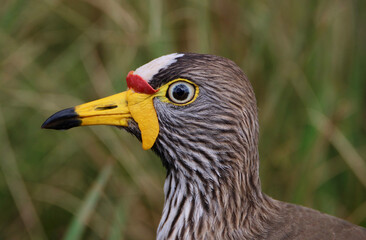 African Wattled-lapwing, Kruger National Park