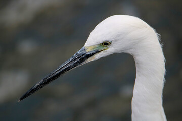 Little Egret, Kruger National Park