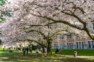 UW Quad Spring Cherry Blossoms 7