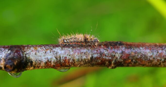 Yellow tail moth (Euproctis similis) caterpillar, goldtail or swan moth (Sphrageidus similis) is a caterpillar of the family Erebidae. Caterpillar crawls along a tree branch on a green background.
