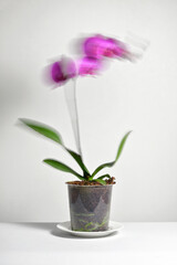 Abstract movement of Phalaenopsis Orchid in Grower Pot