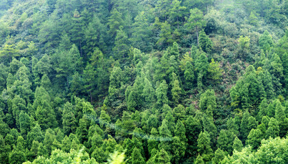 Aerial view of summer green trees in forest