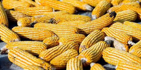 Ripe yellow corn on dry