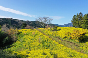 愛媛県伊予市　犬寄峠の黄色い丘