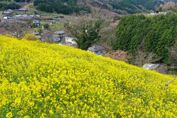 愛媛県伊予市　犬寄峠の黄色い丘