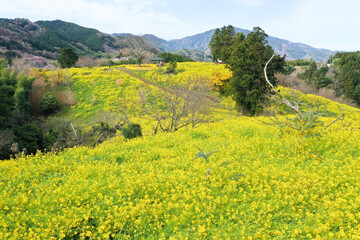 愛媛県伊予市　犬寄峠の黄色い丘