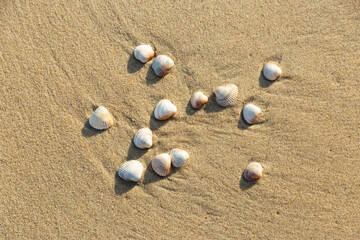 mussel shells on the beach