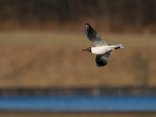 Beautiful nature scene with flying bird Black-headed gull (Chroicocephalus ridibundus). Wildlife shot of flying Black-headed gull (Chroicocephalus ridibundus).