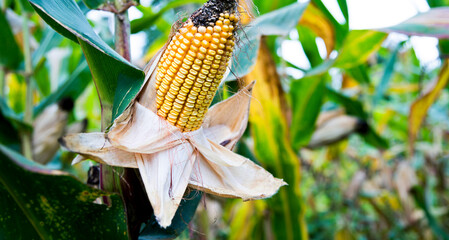 Closeup corn on the stalk of corn field