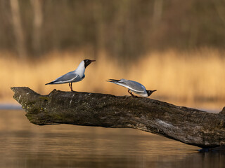 Beautiful nature scene with flying bird Black-headed gull (Chroicocephalus ridibundus). Wildlife shot of flying Black-headed gull (Chroicocephalus ridibundus).