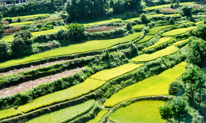Rice terrace landscape in China