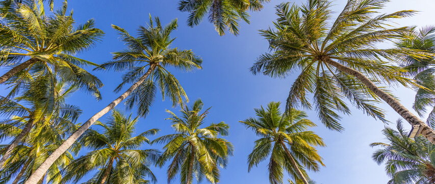 Green palm trees against blue sky and white clouds. Tropical jungle forest with bright blue sky, panoramic nature banner. Idyllic natural landscape, looking up, low point of view. Summer traveling