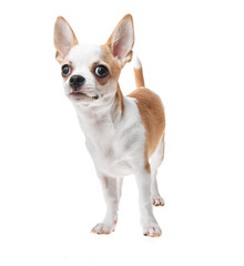 Beautiful and cute white and brown mexican chihuahua dog over isolated background. Studio shoot of purebreed miniature chihuahua puppy.