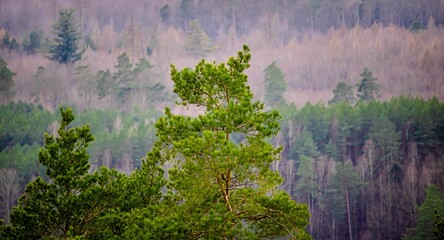 Drzewa iglaste © Piotr