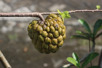 Closeup view of ripe sugar apple (annona squamosa) hanging on the tree