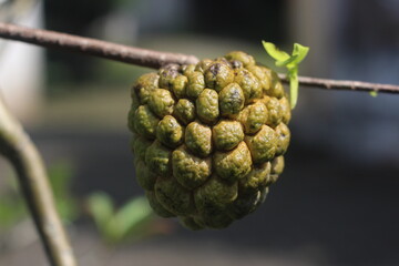 Closeup view of ripe sugar apple (annona squamosa) hanging on the tree