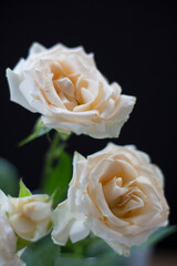 Roses bouquet, blooming roses. Holiday backdrop, birthday, wedding bouquet. stillife 