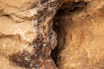 Reptile coming out of a crack on the rock. Wall Gecko (Tarentola mauritanica) in the Natural Park of Sierra Helada, in Alicante. Mediterranean fauna.