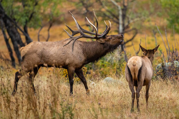 elk in the wild