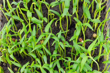 Young seedlings of peppers or tomatoes. Small agriculture plants. Hobby and gardening concept. Preparation for garden season in early spring. Top view