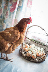kura w hodowli domowej, szczęśliwe kurki znoszą zdrowe jajka - obrazy, fototapety, plakaty