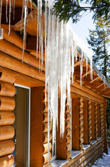 A large icicle on a pine branch near a wooden house on a sunny day. Beautiful and amazing nature in the mountains. Vertical orientation.