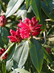 Rhododendron strigillosum  | Gros plan sur une grande fleur de Rhododendron hybride 'Taurus' ,...