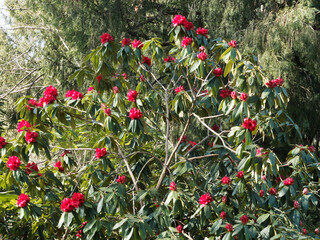 Rhododendron strigillosum ou Rhododendron 'Taurus' à grande fleur soyeuse, rouge sang foncé et bourgeons luxuriants et pointus au dessus de longues feuilles lancéolées vert foncé à nervure médiane
