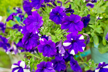  Decorative flowers petunia