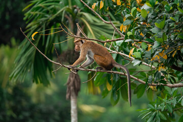 Small young macaque monkey sits alone on a branch of a tree in the jungle on the background of banana tree. Side photo.