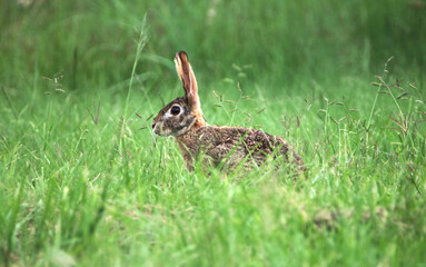 Scrub Hare, Kruger National Park