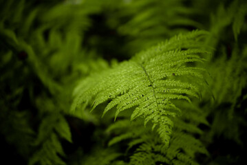 Green fern leaf textured background