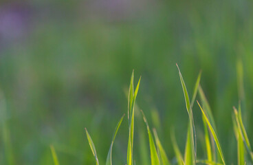 Bright green grass in the close up with copy space.