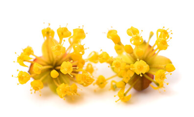 Fototapeta premium Cornelian cherry flowers