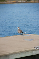 bird on the beach