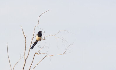 A black white crow sits on a tree branch against a winter blue sky