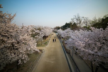 Cherry Blossom

