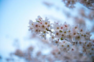 Cherry Blossom
