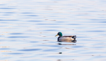 Duck swims in the water. Duck on water. Duck swimming