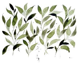 Watercolor design elements of a collection of botanical elements, leaves, branches, botanical illustration isolated in the background