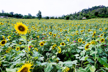 Obraz premium Yellow sunflowers grow in the field