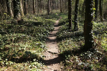 waldweg in überönz schweiz draussen sauerstoff tanken