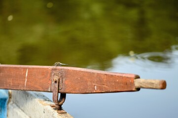 The oar on which the dragonfly sits.