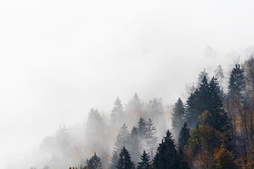Coniferous and deciduous trees emerging from morning fog