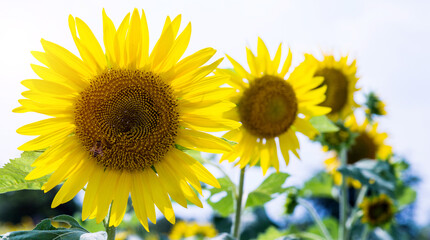 Close up of yellow sunflowers