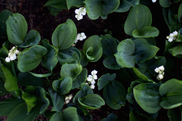 Konwalia majowa , Convallaria majalis, wiosenne kwiaty - obrazy, fototapety, plakaty