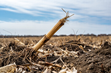 Corn field after harvest with strewn stover over disced soil.