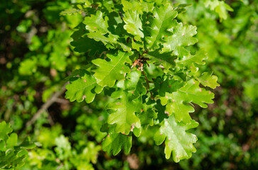 Fototapeta premium Downy oak foliage, Quercus pubescens