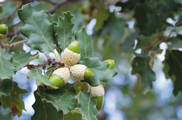 Acorns and foliage of downy oak, Quercus pubescens