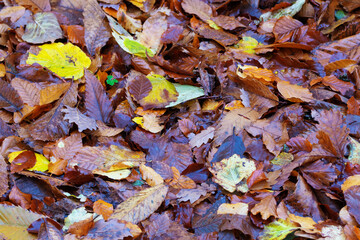 Close-up of wet leaves in beautiful autumnal colors on the ground. Beech, hazel, oak and chestnut tree leaves.